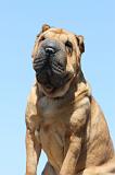 SHAR-PEI 573